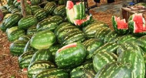 جريدة الاخبار 24 % - أونسا : تركز على الرقابة والتحاليل للفواكه والخضروات لتلبية المعايير الصحية