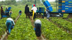 إتحاد المزارعين في إيطاليا يفتح أبوابه للعمال الأجانب من خارج الإتحاد الأوروبي