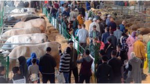 جريدة الاخبار 24 % - مكناس تستعد لإحتضان الدورة 16 للملتقى الدولي للفلاحة