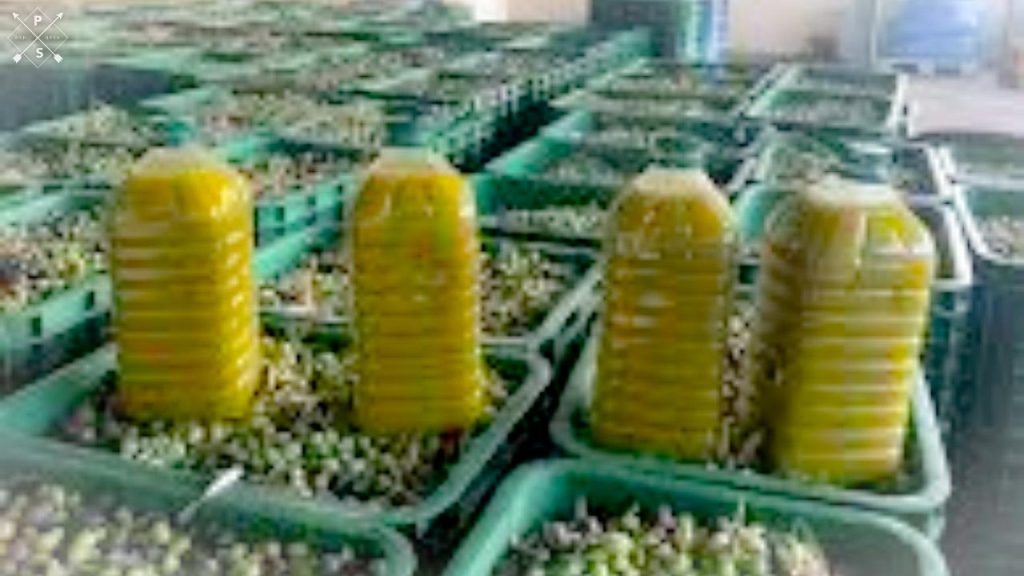 جريدة الاخبار 24 % - زيت الزيتون السعر يرتفع والتصدير يخضع للقيود بالمغرب