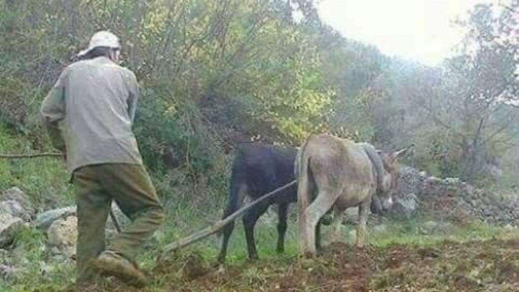 جريدة الاخبار 24 % - المديرية العامة للضرائب تطالب تقديم الإقرار السنوي للدخل الإجمالي للفلاحيين المستغلين