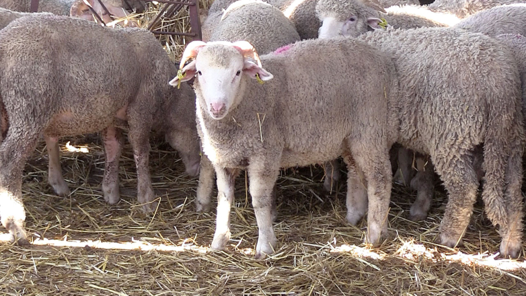 مكتب الحبوب والقطاني يكشف عن شروط حاسمة في آلية الدعم للمستوردين - 2026 جريدة الاخبار 24 % - مكتب الحبوب والقطاني يكشف عن شروط حاسمة في آلية الدعم للمستوردين