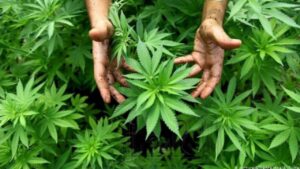 جريدة الاخبار 24 % - الصيدليات تشرع في تسويق المكملات الغذائية والتجميلية من القنب الهندي