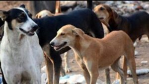 جريدة الاخبار 24 % - استراتيجيات فعالة وخطط مستقبلية أكثر أمانا ورفقا بالكلاب والقطط الضالة 