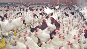 جريدة الاخبار 24 % - تفاصيل تداعيات ارتفاع أسعار الدجاج على الميزانية الأسرية وأثره الاجتماعي والاقتصادي