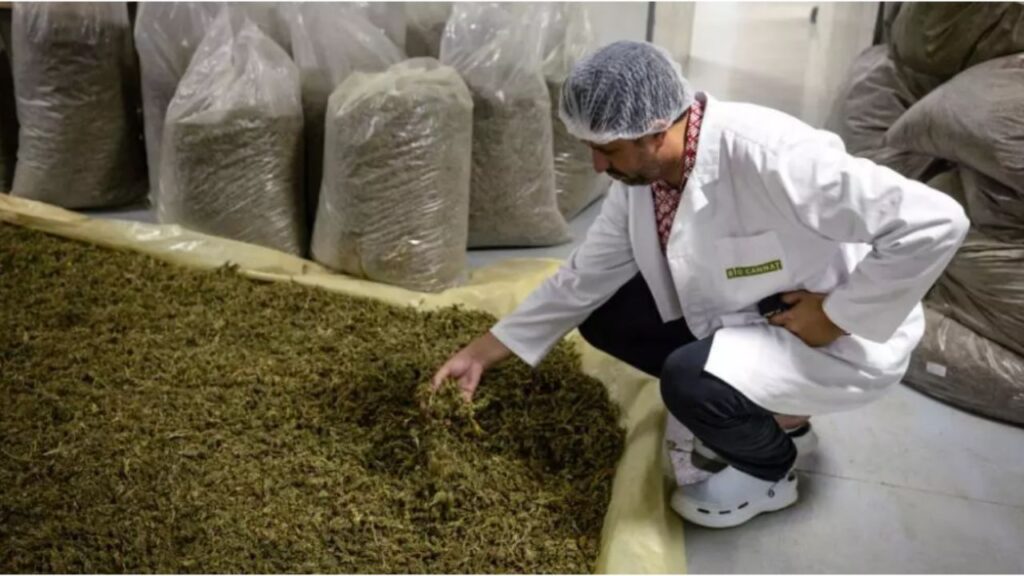 جريدة الاخبار 24 % - افتتاح معمل القنب الهندي انطلاقة للعلاج والابتكار الطبي بإقليم تاونات