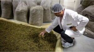 جريدة الاخبار 24 % - افتتاح معمل القنب الهندي انطلاقة للعلاج والابتكار الطبي بإقليم تاونات