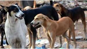 جريدة الاخبار 24 % - انتشار قطعان الكلاب الضالة واقع يثير للقلق ويؤرق ساكنة القنيطرة