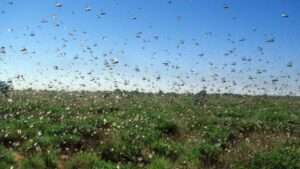 جريدة الاخبار 24 % - استفسار برلماني حول إجراءات الحكومة لمكافحة الجراد وحماية الفلاحة