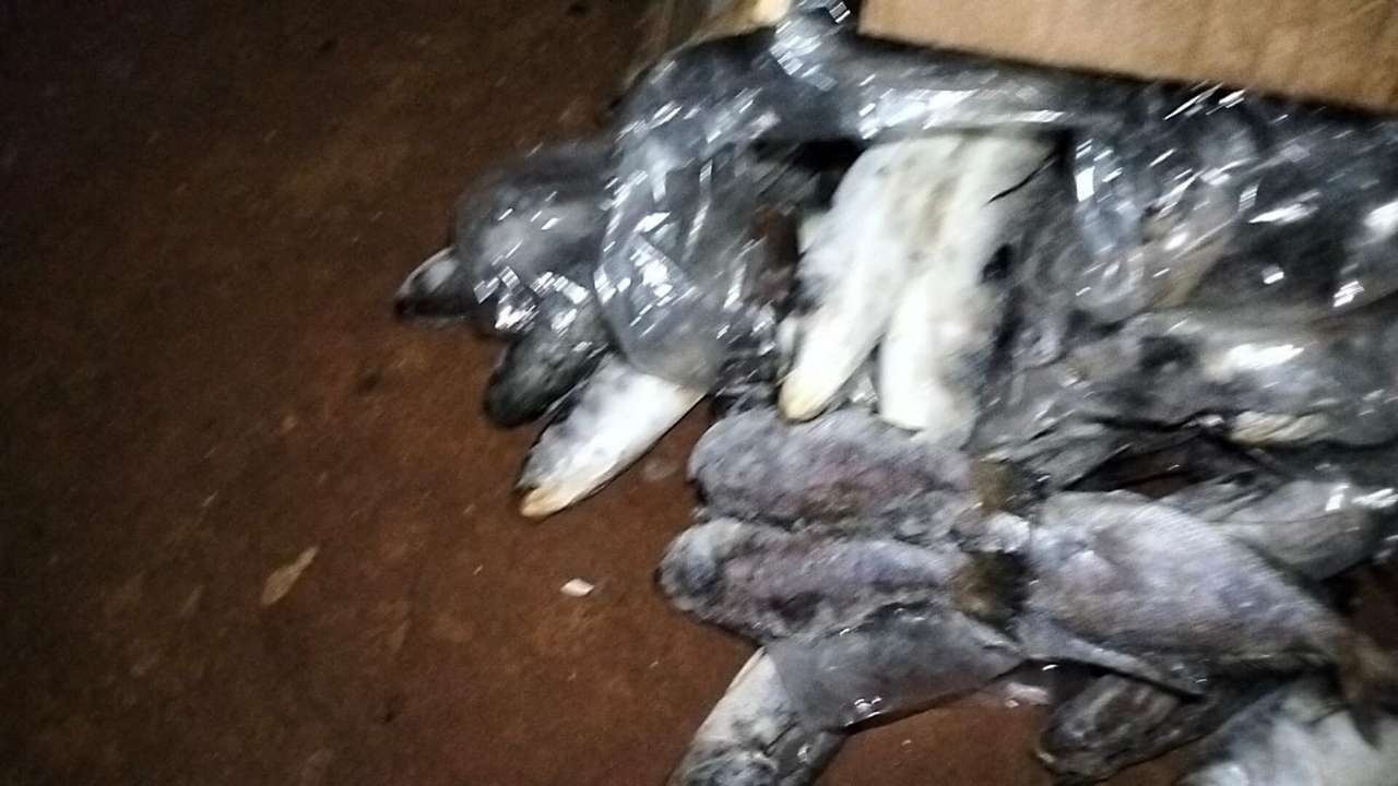 جريدة الاخبار 24 % - حجز كميات من الأسماك الفاسدة بمستودع سري غير مطابق للمعايير الصحية بالقنيطرة