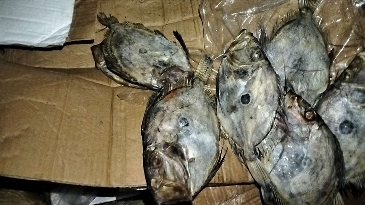 جريدة الاخبار 24 % - حجز كميات من الأسماك الفاسدة بمستودع سري غير مطابق للمعايير الصحية بالقنيطرة