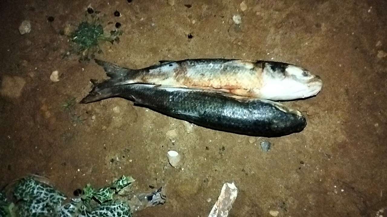 جريدة الاخبار 24 % - حجز كميات من الأسماك الفاسدة بمستودع سري غير مطابق للمعايير الصحية بالقنيطرة