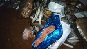 جريدة الاخبار 24 % - حجز كميات من الأسماك الفاسدة بمستودع سري غير مطابق للمعايير الصحية بالقنيطرة