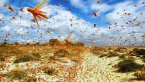 جريدة الاخبار 24 % - وزارة الداخلية ترفع درجة التأهب لمكافحة انتشار الجراد وحماية البيئة والزراعة بالمملكة