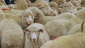 جريدة الاخبار 24 % - دعم استثنائي لاستيراد الأغنام لضمان وفرة الأغنام في عيد الأضحى