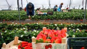 جريدة الاخبار 24 % - عقود جديدة ومواكبة شاملة لتجويد وضعية العاملات الموسميات بإسبانيا