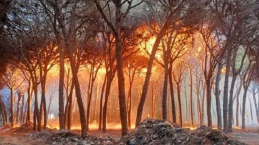 جريدة الاخبار 24 % - الوكالة الوطنية للمياه والغابات تعتمد تحليلا علميا لتحديد بؤر الحرائق