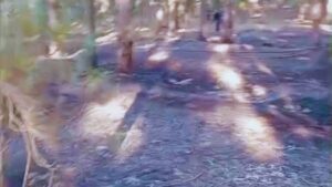 جريدة الاخبار 24 % - إخماد حريق غابة الصنوبر الكناري بعرباوة إقليم القنيطرة