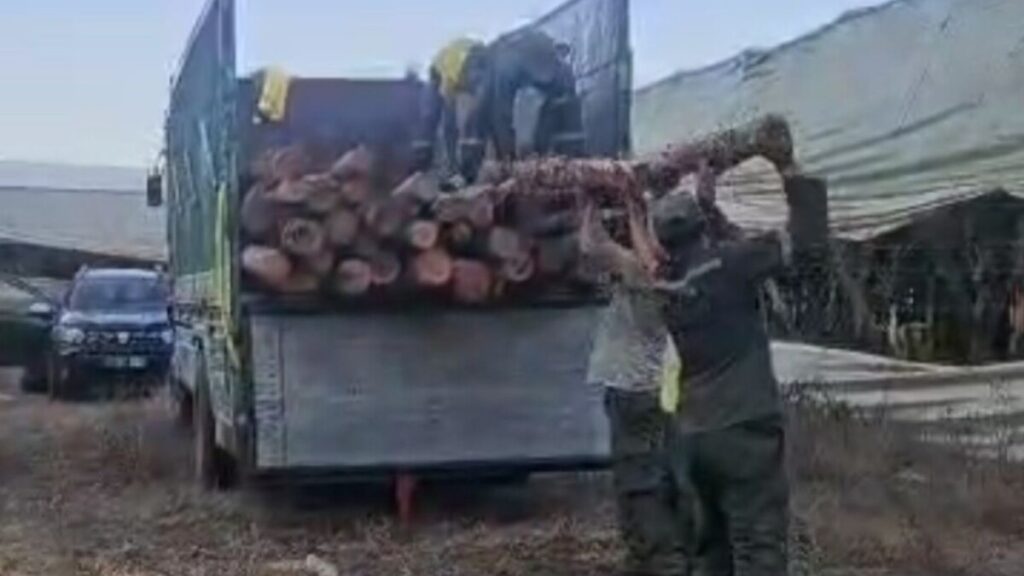 استنزاف للثروة الغابوية بأولاد مصباح رويسية إقليم القنيطرة - 2026 جريدة الاخبار 24 % - استنزاف للثروة الغابوية بأولاد مصباح رويسية إقليم القنيطرة