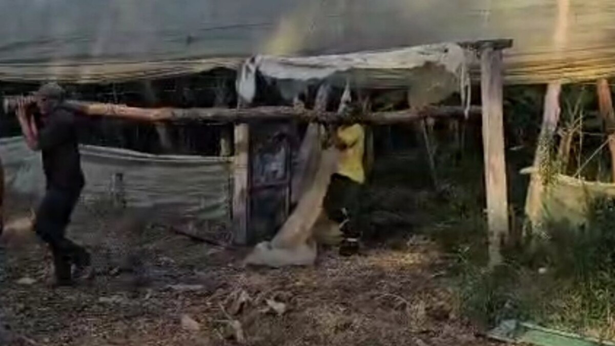 جريدة الاخبار 24 % - استنزاف للثروة الغابوية بأولاد مصباح رويسية إقليم القنيطرة