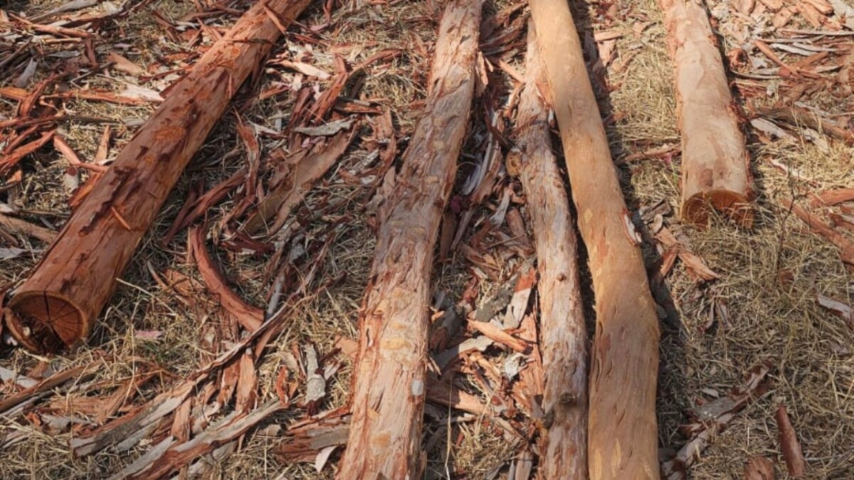 جريدة الاخبار 24 % - استنزاف للثروة الغابوية بأولاد مصباح رويسية إقليم القنيطرة