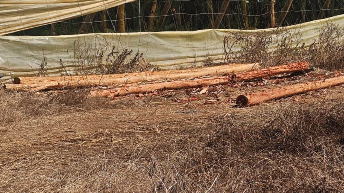 جريدة الاخبار 24 % - استنزاف للثروة الغابوية بأولاد مصباح رويسية إقليم القنيطرة