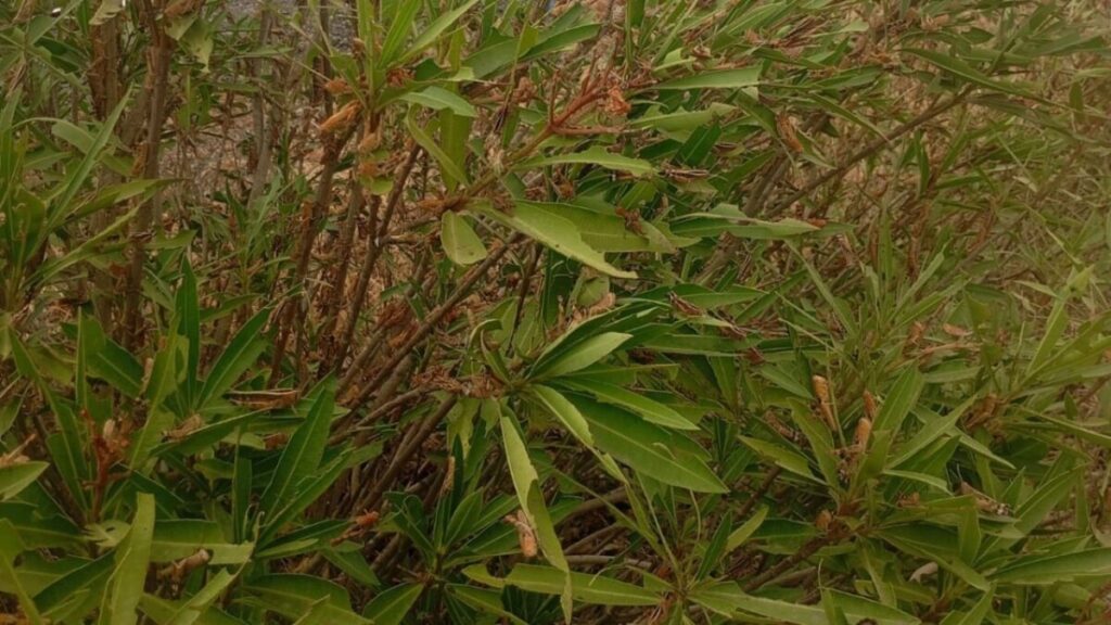 جريدة الاخبار 24 % - حملة ميدانية استباقية لمحاربة آفة الجراد بمولاي بوسلهام إقليم القنيطرة