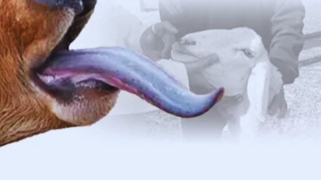 هل يشكل مرض اللسان الأزرق تهديدا لقطعان الماشية؟ - 2026 جريدة الاخبار 24 % - هل يشكل مرض اللسان الأزرق تهديدا لقطعان الماشية؟