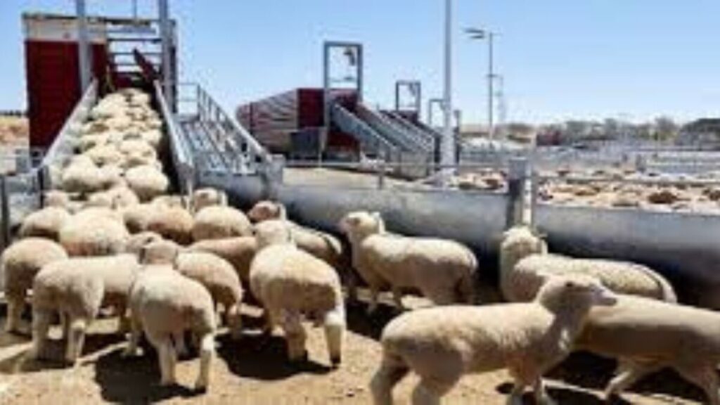 جريدة الاخبار 24 % - القطيع الوطني للماشية رؤية لاستدامة الإنتاج والسيادة الغذائية