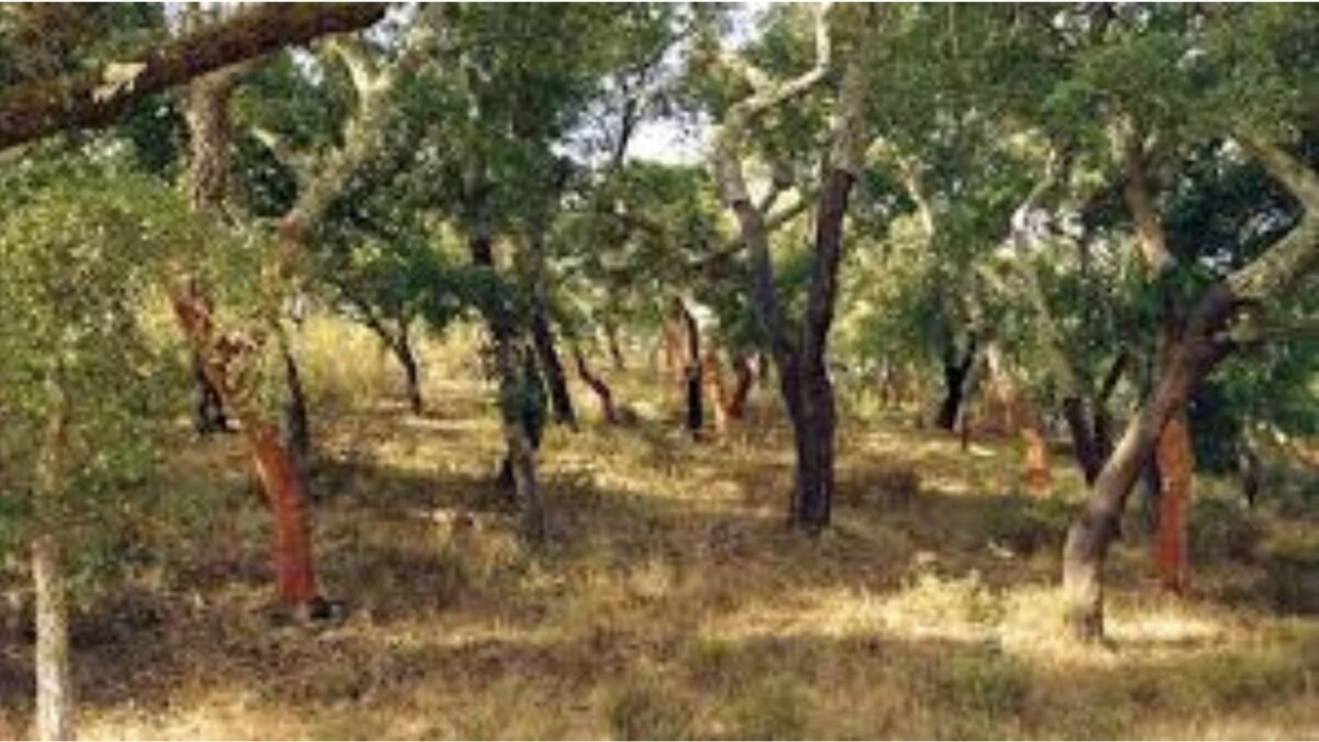 جريدة الاخبار 24 % - غابة المعمورة رئة خضراء واستراتيجية وطنية بين الحماية والتنمية