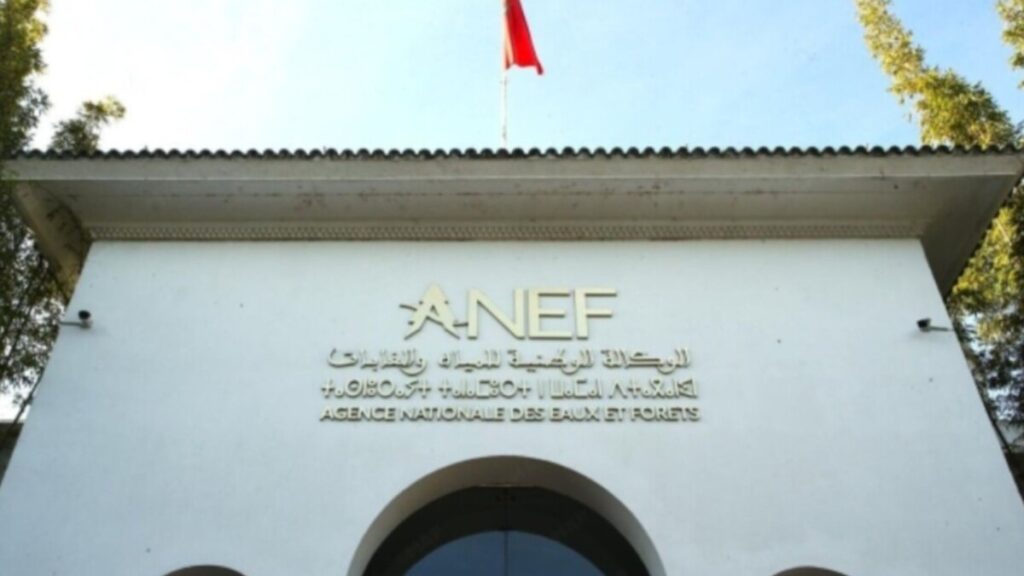 جريدة الاخبار 24 % - غابة المعمورة رئة خضراء واستراتيجية وطنية بين الحماية والتنمية