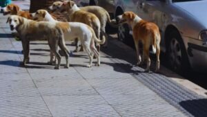 جريدة الاخبار 24 % - قانون جديد يحمي الحيوانات الضالة والسلامة العامة للمواطنين