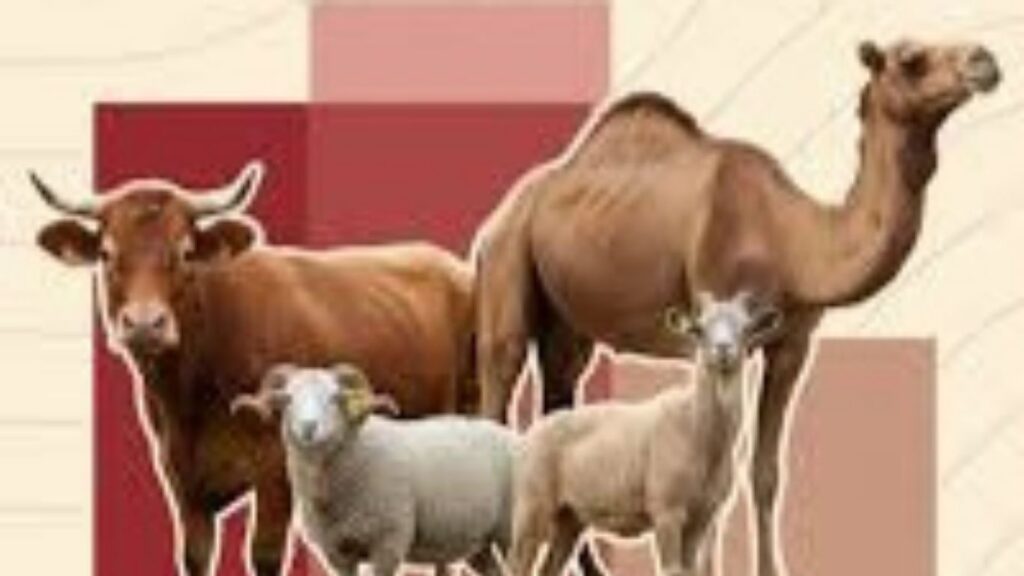 دعم مباشر لمربي الماشية لإعادة تكوين القطيع الوطني - 2026 جريدة الاخبار 24 % - دعم مباشر لمربي الماشية لإعادة تكوين القطيع الوطني