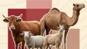 دعم مباشر لمربي الماشية لإعادة تكوين القطيع الوطني جريدة الاخبار 24 % - دعم مباشر لمربي الماشية لإعادة تكوين القطيع الوطني