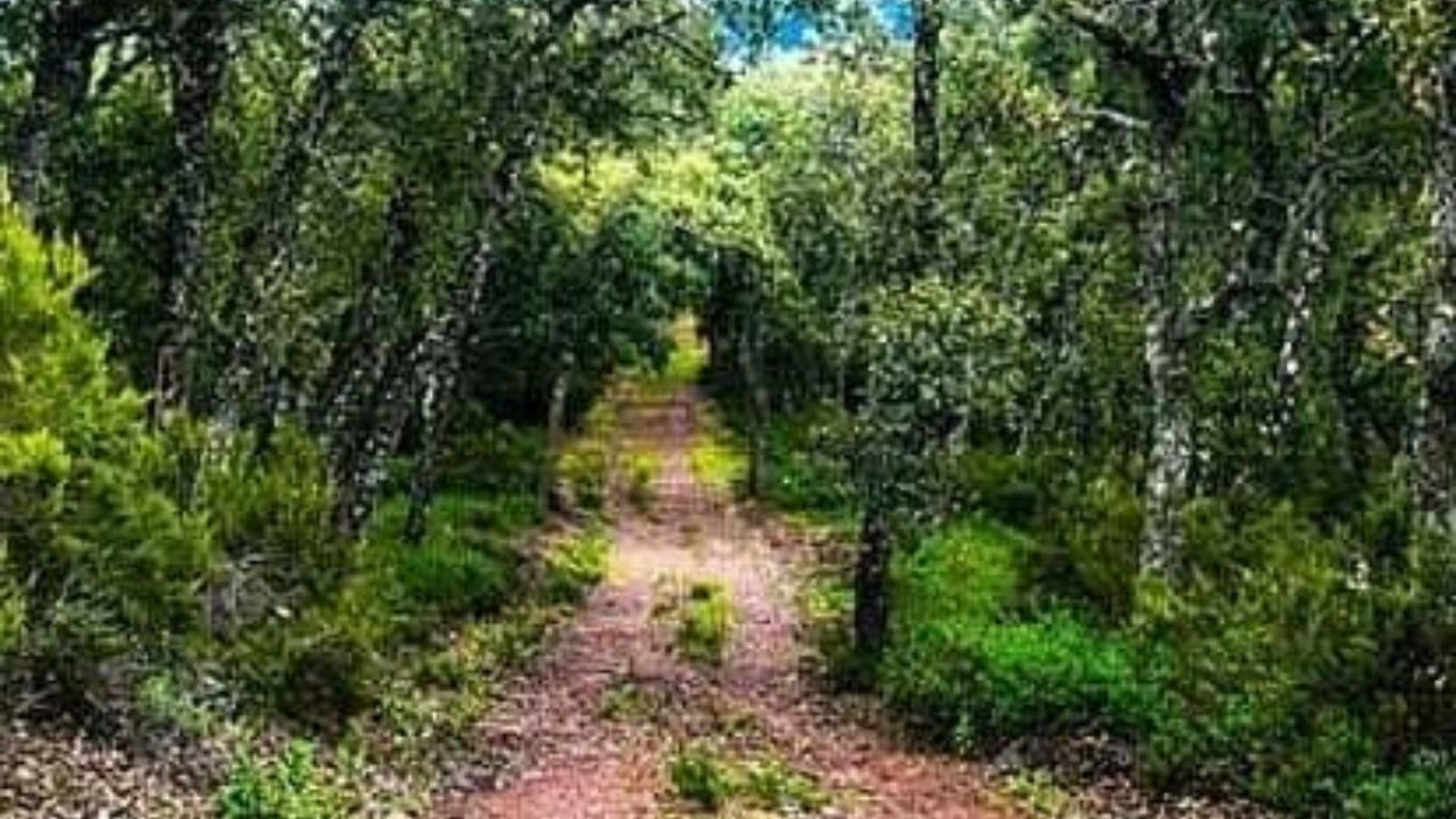 الوكالة الوطنية للمياه والغابات تعقد اجتماعا لتأهيل المناطق المحمية وحماية التنوع البيولوجي - 2026 جريدة الاخبار 24 % - الوكالة الوطنية للمياه والغابات تعقد اجتماعا لتأهيل المناطق المحمية وحماية التنوع البيولوجي