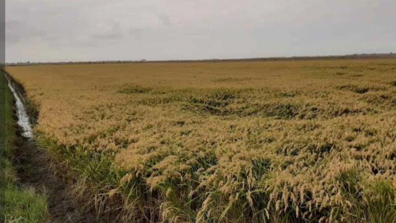 حماية قطاع الأرز عبر تحقيق وقائي في الواردات - 2026 جريدة الاخبار 24 % - حماية قطاع الأرز عبر تحقيق وقائي في الواردات