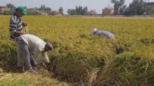 حماية قطاع الأرز عبر تحقيق وقائي في الواردات