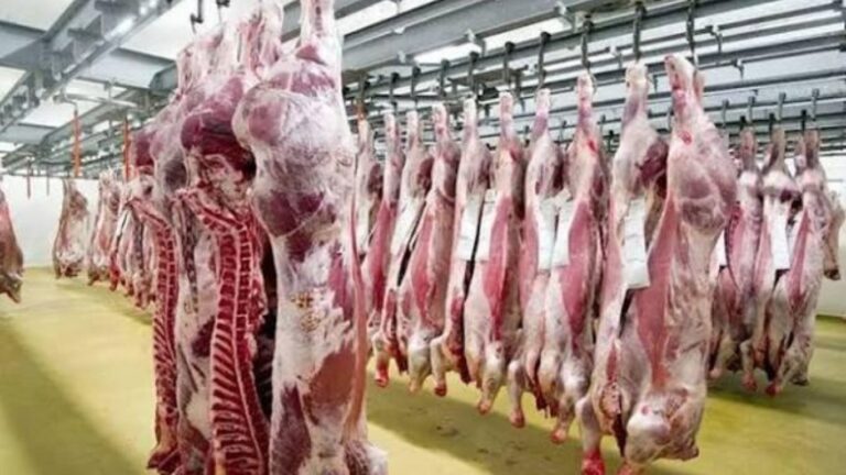 تعليق الرسوم يفتح الباب لإستيراد الأغنام واللحوم