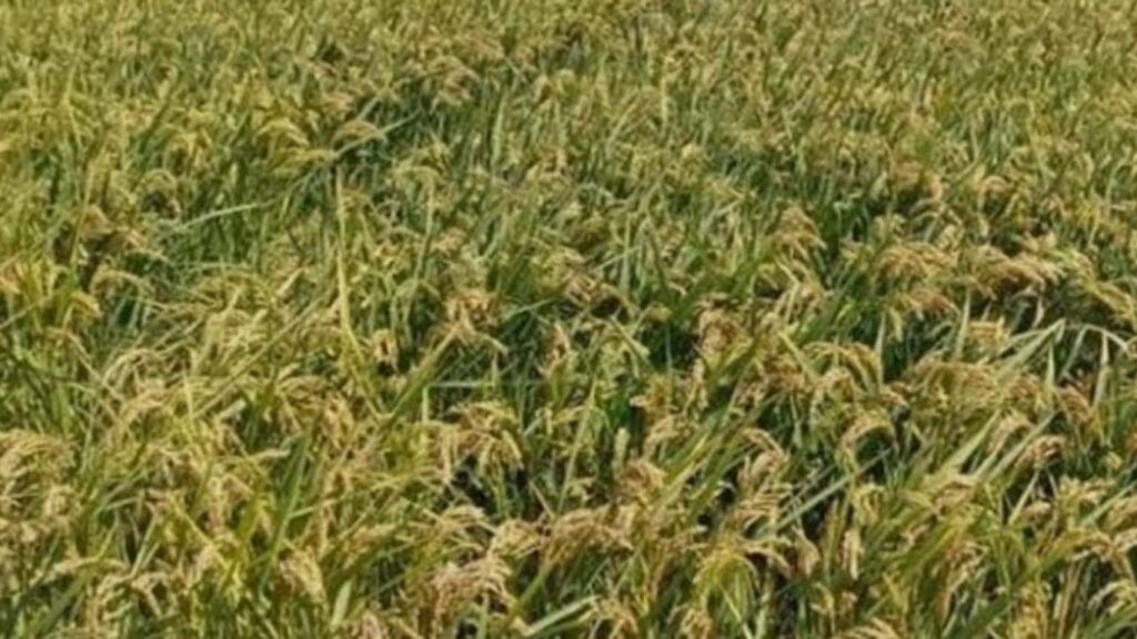 الأرز المغربي معركة البقاء بين الضغوط وإغراق الواردات