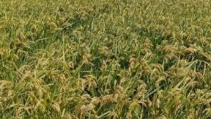 الأرز المغربي معركة البقاء بين الضغوط وإغراق الواردات