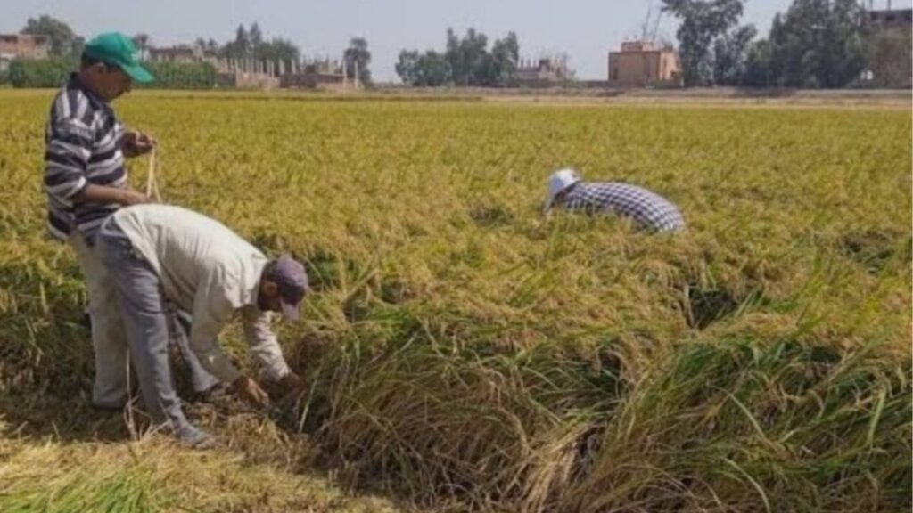 الأرز بالغرب قطاع استراتيجي يواجه خطر الانكماش